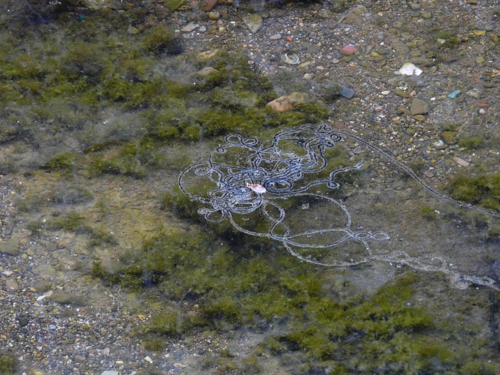 Rio Salivoli (Piombino) - rospi smeraldini in città!